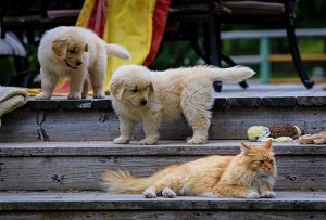 Puppies meet a cat