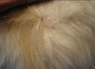 Is Ichthyosis in Golden Retrievers a Big Deal  