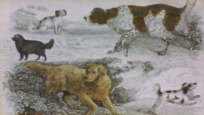 Setters and Spaniels by Reinagle from Daniel’s Royal Sports 1802. Original copperplate engraving by J. Scott.  Upper right-The Old English Setter: Lower left-The Setter  (Featherstone Castle breeding-not Irish). Courtesy R. Page Elliott