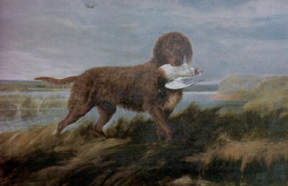 Water Spaniel. Original oil by Scottish artist John Carlton, signed by monogram J.C. 1864. Gerald Massey, Britain’s renowned researcher and dealer in sporting art and old dog books, considered the subject of this painting to be one of the three varieties of the Irish Water Spaniel, known as the Tweed Water Spaniel. Though the work is untitled, the dog clearly resembles all descriptive references found to date. Courtesy R. Page Elliott