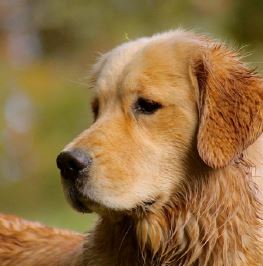 understandingbreed - Golden Retriever Club of America